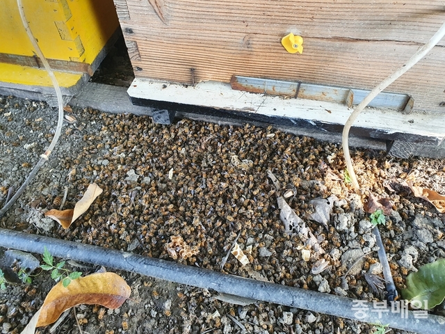 ▲ 장수말벌 습격에 꿀벌이 떼죽음을 맞은 모습. / 신희선 시민기자
