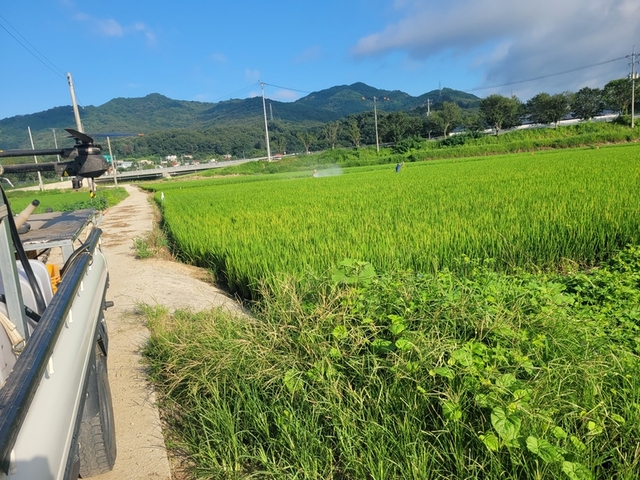 ▲ 청주시 상당구 남일면의 농민이 방제에 총력을 기울이고 있다.
