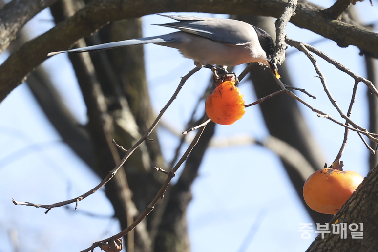 ▲ 12일 청주시 상당구 낭성면의 감나무에서 물까치 한 마리가 감을 먹고 있다. /김성렬