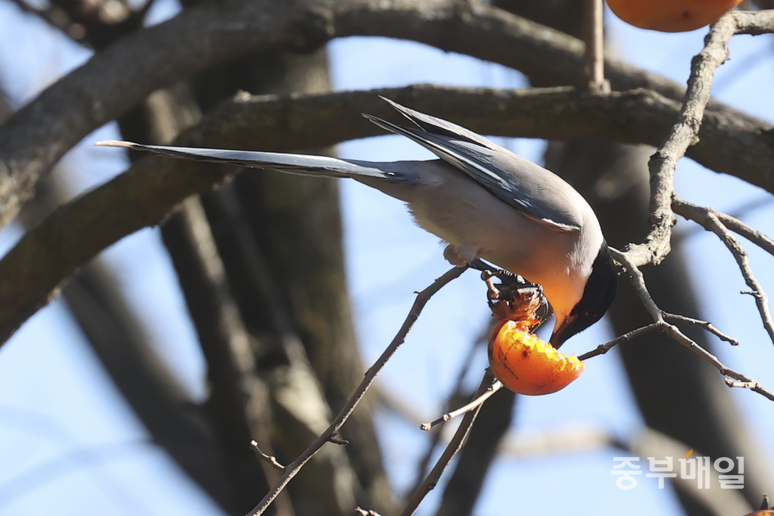 ▲ 12일 청주시 상당구 낭성면의 감나무에서 물까치 한 마리가 감을 먹고 있다. /김성렬