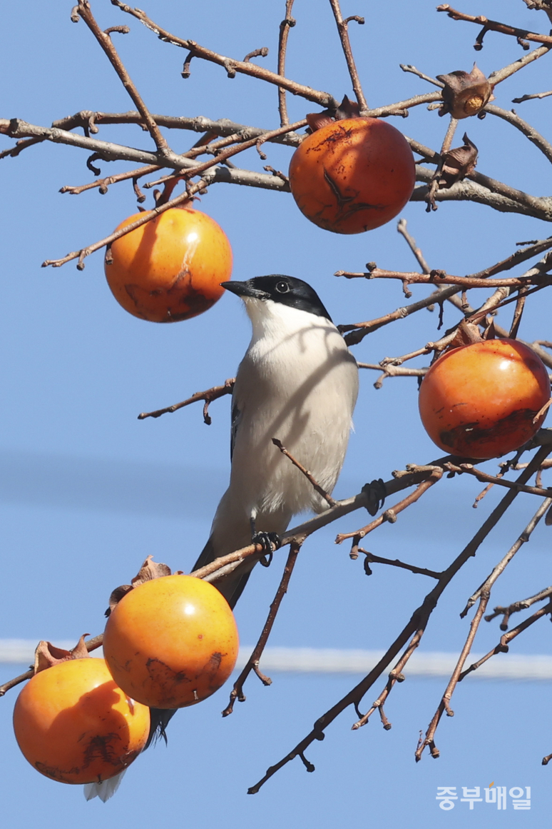 ▲ 12일 청주시 상당구 낭성면의 감나무에서 물까치 한 마리가 감을 먹고 있다. /김성렬