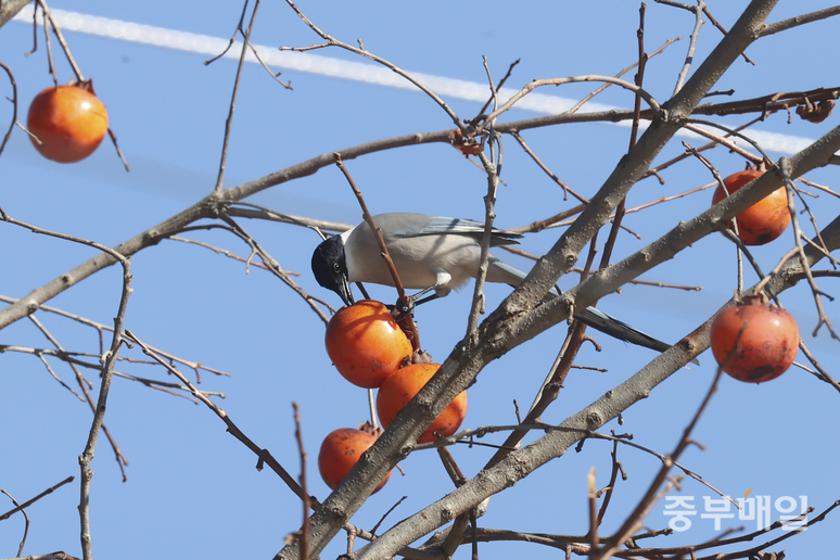▲ 12일 청주시 상당구 낭성면의 감나무에서 물까치 한 마리가 감을 먹고 있다. /김성렬